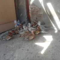 اوردک ماندارین