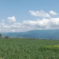 تفاله با دانه باقالی چادر خوراک دام