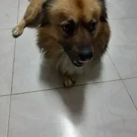 واگذاری سگ|سگ|رشت, لاکان شهر|دیوار