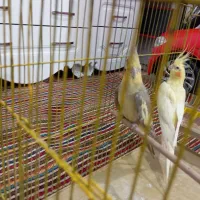 یک جفت عروس هلندی مولد