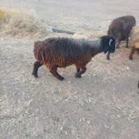 بره ی نر