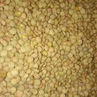 فروش عدس