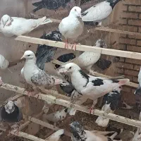 کفتر