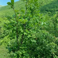 تور گردشگری