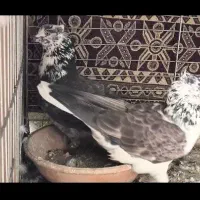 ۱۵جفت کفتر پرش سنگین دهن خورده تظمین