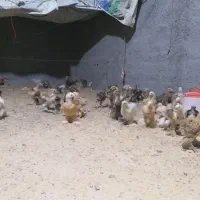 فوری  برهما ۵۵روزه