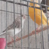 ماده قناری جفتی سره آماده