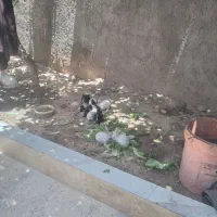 فروش خرگوش