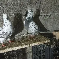 کبوتر نسل دار