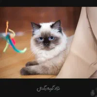 گربه|گربه|ورامین, ورامین|دیوار