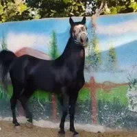 کیان نریان نجیب، سواری دار مجلسی بدون اخلاق بد