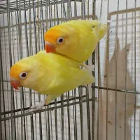 جفت کوتوله کارداده پاربلو فالو ذات اوپلاین لوتینو