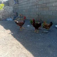 خروس محلی و جوجه محلی