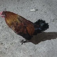 مرغ و خروس