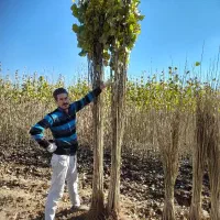 همه نو نهال موجود در نهالستان پاییز نهال وصنوبر