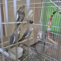 عروس هلندی