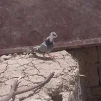 ماده ابلغ