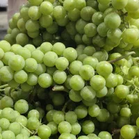 غوره دشمن زیاری کیلو 58