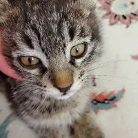 گربه