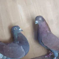 معاوضه دون با مرغ یا جوجه