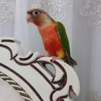 گرینچیک آناناسی دبل رد دوماهه فول دستی نژاد سخنگو