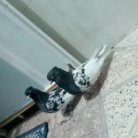 کله سیاه