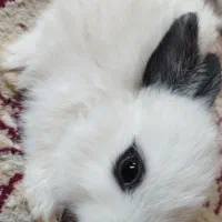 خرگوش کوچیک