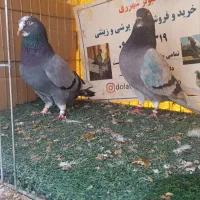 ابلغ سبز گمشده