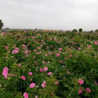 گلاب  ،عرق نعنا فلفلی، عرق هل
