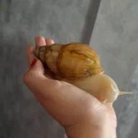 حلزون شاه مولد آلبینو
