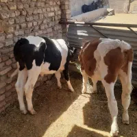 دوراس گوسااه نر گوساله سیمینتال چشم ضعیفه