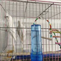 عروس هلندی‌ یکجا