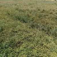 بذر یونجه سیاه پایه بلند ضمانتی  بوجاری شده ضمانتی