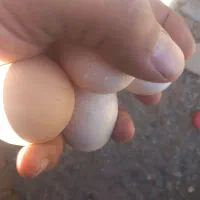 تخم مرغ