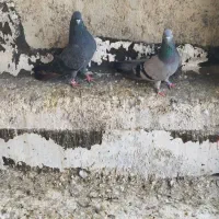 سبز پرشی