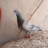 کفتر