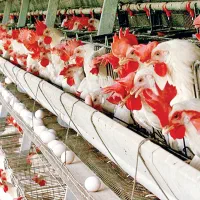 پذیرش خانواده (متاهل) برای کار در مرغداری تخم گذار
