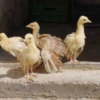 جوجه طاووس