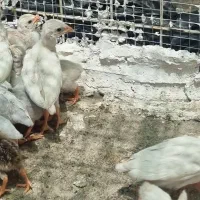 فروش جوجه مرغ شاخدار (گینی‌فاول) واکسینه.