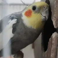عروس هلندی نر ۲ ساله