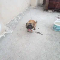 سلام واگذاری سگ پاپی