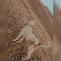 توله سگ
