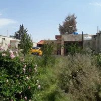 گل محمدی تازه یا خشک