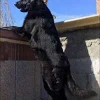 ژرمن شولاین بلک و بلک‌اندتن(توله)