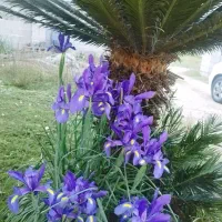 برنج هاشمی(،به گیلکی شاه بج هاشمی)