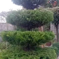 باغبانی حرفه ای وبادستمزد منصفانه