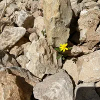 فروش ایفن نو