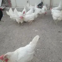 مرغ هلندی تخم گذار