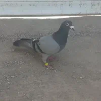 کبوتر