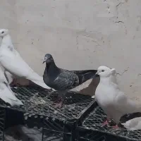 کبوتر اوچان